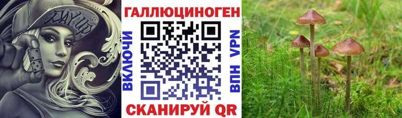 Псилоцибиновые грибы Psilocybe  мега ссылки  Покров  купить наркотик 
